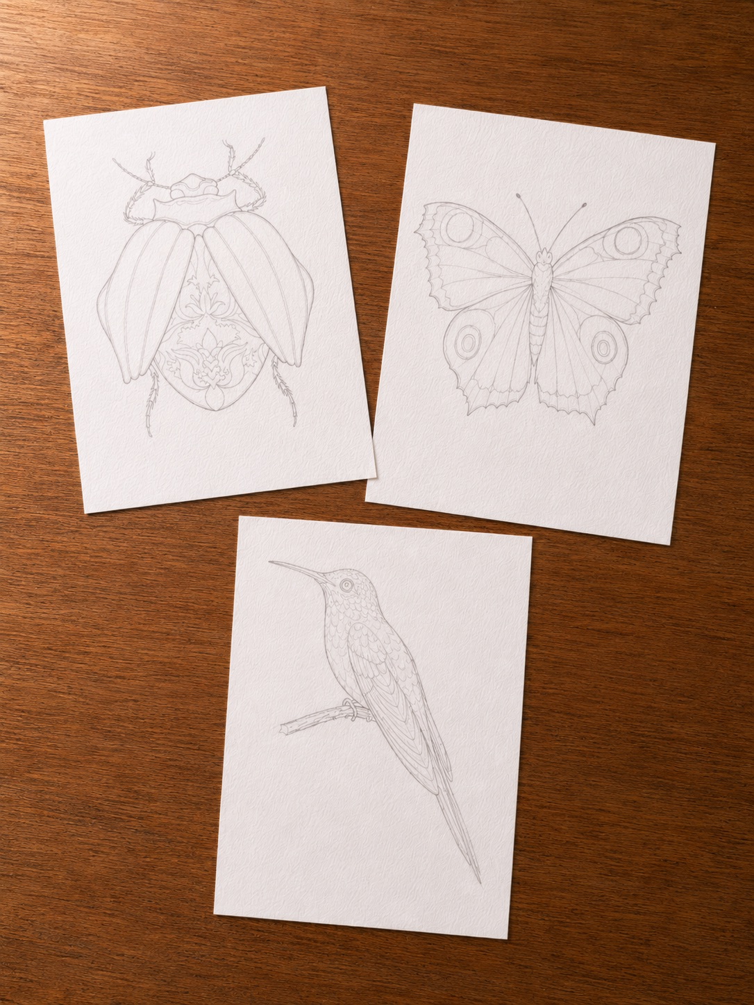 Three line-art templates side by side: butterfly, hummingbird, and beetle